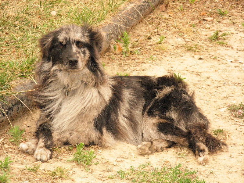 Blue belle bleue de la Rosselle