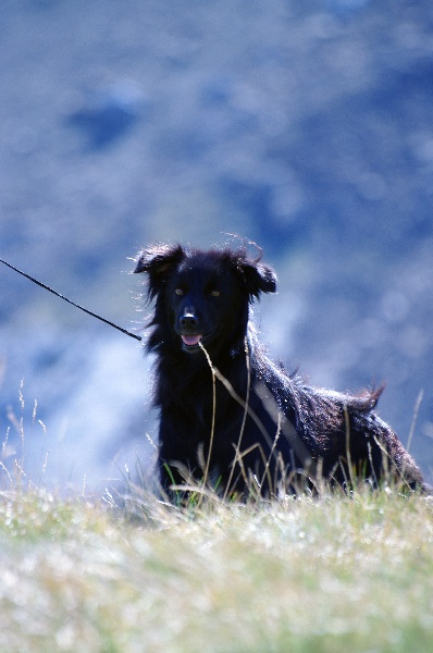 Destinée de la Rosselle