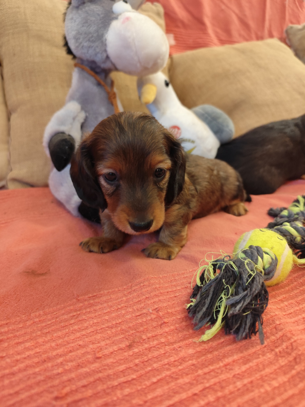 de la Rosselle - Chiots disponibles - Teckel poil long