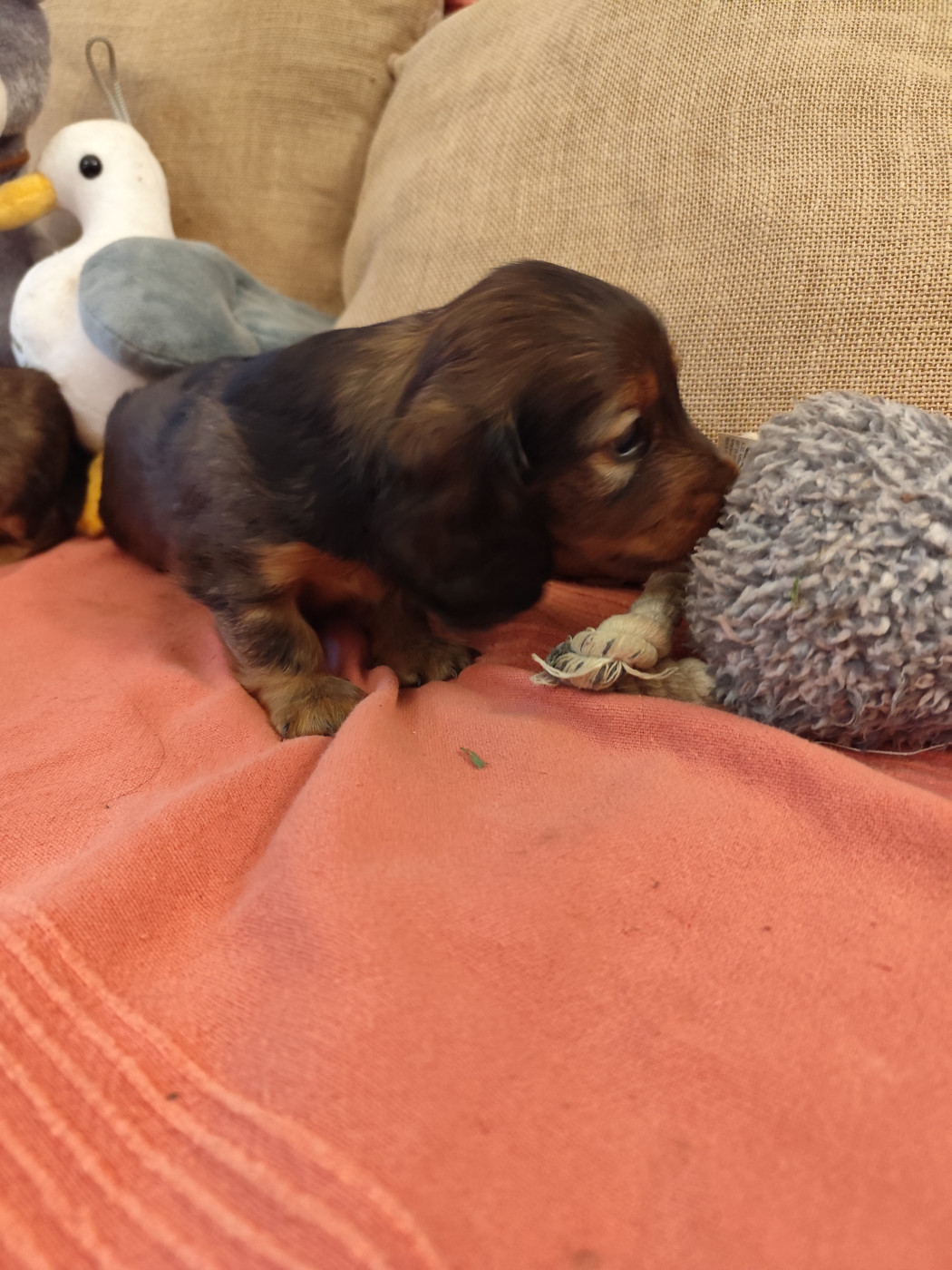 de la Rosselle - Chiots disponibles - Teckel poil long