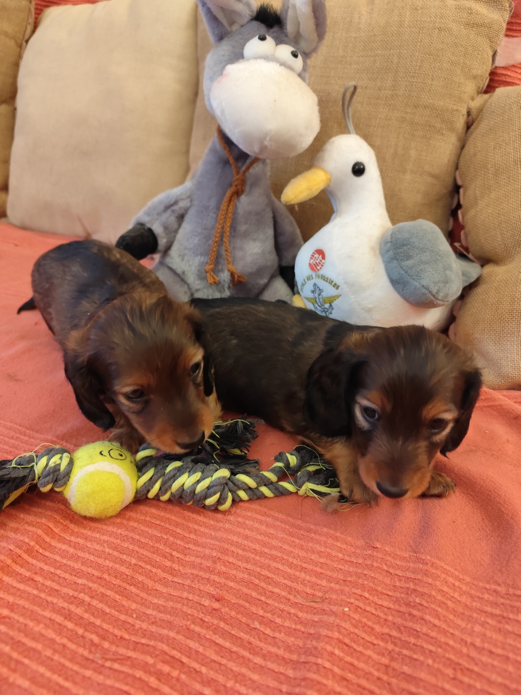 Chiot Teckel poil long de la Rosselle